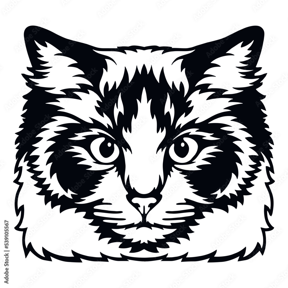 Ragdoll Cat Vector, Peeking Cats, Cats Breed, Pet Vector portrait, Cats Head Ragdoll Cat Vector, Peeking Cats, Cats Breed, Pet Vector portrait, Cats Head