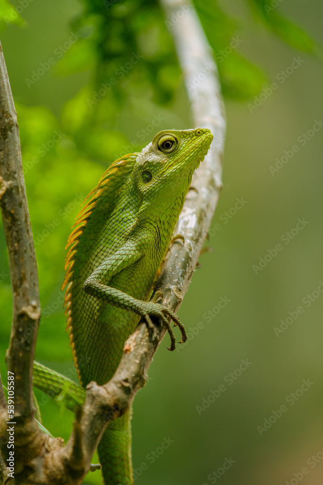 Maned Forest Lizard. Close up Green Lizard in the Branch (Bronchocela jubata) Maned Forest Lizard. Close up Green Lizard in the Branch (Bronchocela jubata)