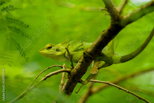 Maned Forest Lizard. Close up Green Lizard in the Branch (Bronchocela jubata)