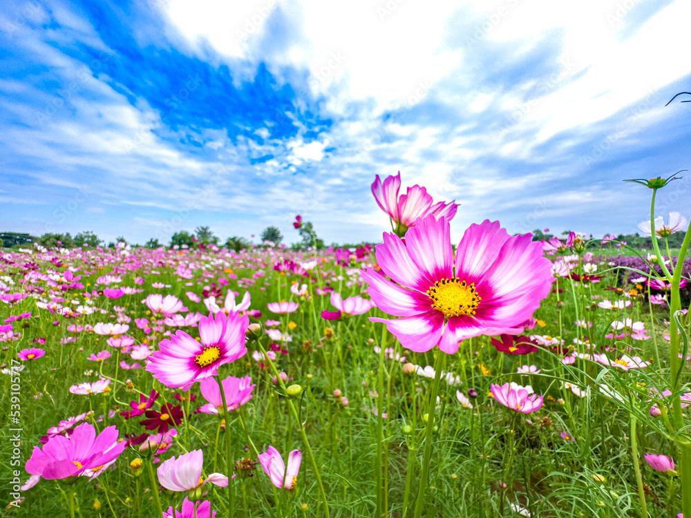Landscape Cosmos flowers blooming in the garden with blue sky ,beautiful flowers ,background wallpaper Landscape Cosmos flowers blooming in the garden with blue sky ,beautiful flowers ,background wallpaper