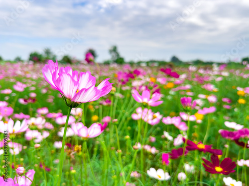 Pink and White cosmos flowers in garden ,beautiful flower