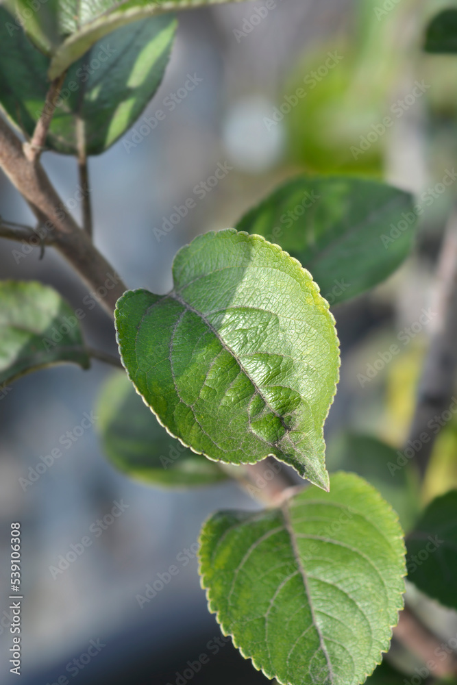 King of the Pippins apple tree King of the Pippins apple tree