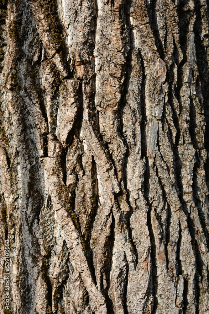Lombardy poplar Lombardy poplar