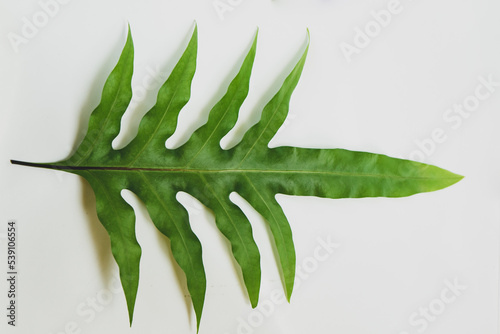 Monarch fern,musk fern,maile-scented fern,breadfruit fern or Phymatosorus scolopendria fern.tropical leaves foliage plant bush nature  with isolated white background. photo