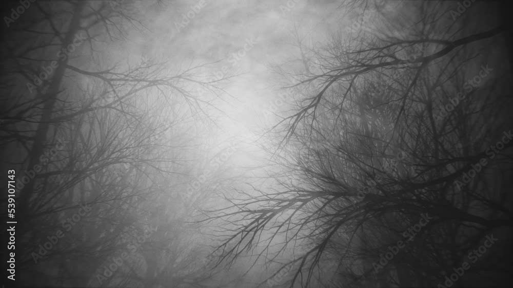Stroll through dark misty woods. High bitrate 4K animation suitable for halloween and other horror related things.