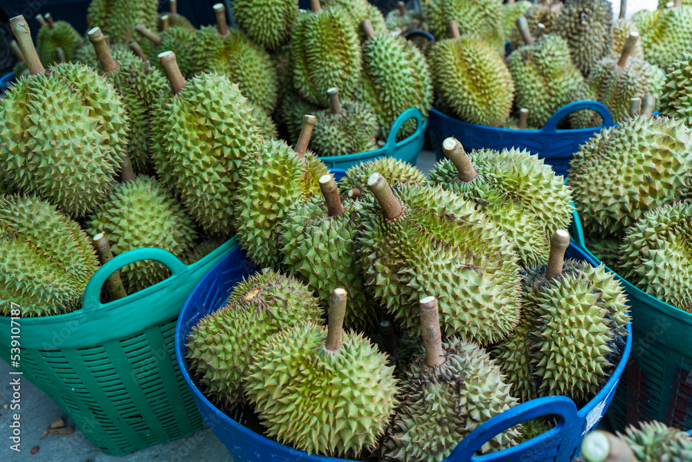 Group of fresh durians fruit prepare in the basket for sale to the buyer or packing for transportation in fruit market,Thailand.Durian is king of tropical fruits. Group of fresh durians fruit prepare in the basket for sale to the buyer or packing for transportation in fruit market,Thailand.Durian is king of tropical fruits.