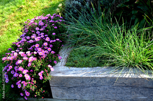 autumn flowerbed with perennials and grasses in a square with black stone cobblestone tiles, granite curbs autumn purple white and yellow asters and ornamental grasses with sage in a city park photo