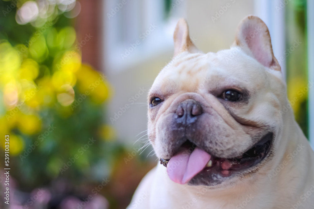 Cute french bulldog with tongue out image at home pet background
