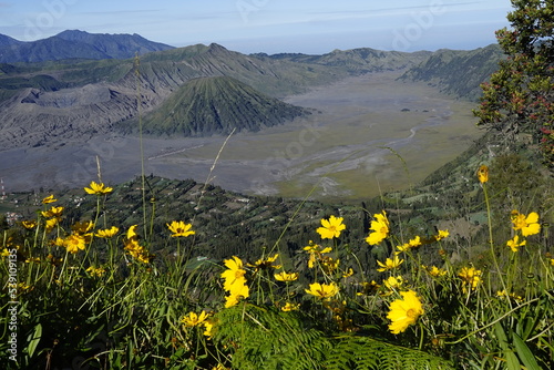 Fototapeta Naklejka Na Ścianę i Meble -  A flowers and green plants with Bromo mountain on background