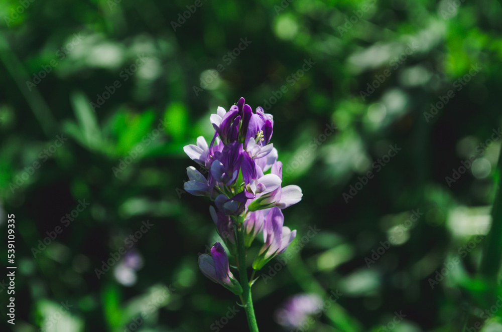 Medicago sativa, alfalfa, lucerne in bloom. Alfalfa is the most cultivated forage legume in the world Medicago sativa, alfalfa, lucerne in bloom. Alfalfa is the most cultivated forage legume in the world