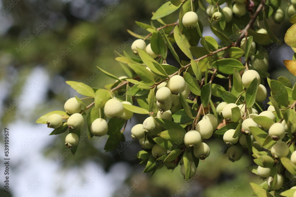 Myrtus communis, the common myrtle or true myrtle, is a species of flowering plant in the myrtle family Myrtaceae Myrtus communis, the common myrtle or true myrtle, is a species of flowering plant in the myrtle family Myrtaceae