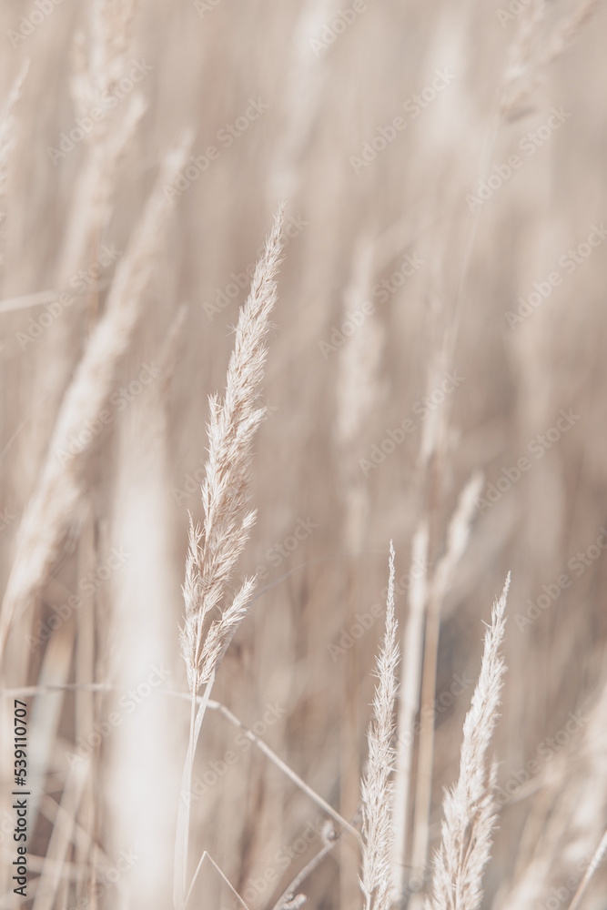 Fototapeta premium Pampas grass in autumn. Natural background. Dry beige reed. Pastel neutral colors and earth tones. Banner. Selective focus.