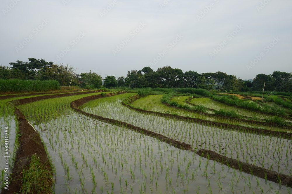 Rice field in East Java, Indonesia Rice field in East Java, Indonesia