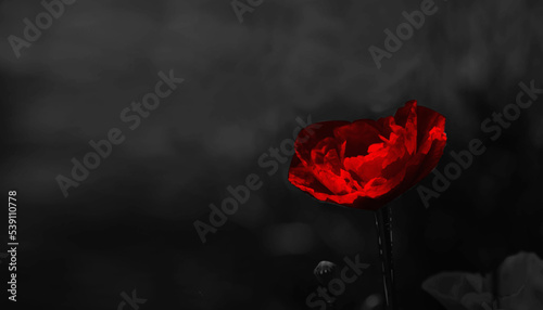 Red poppy on a black background.Black background and juicy poppy.