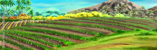 Rice field on a sunny day illustration