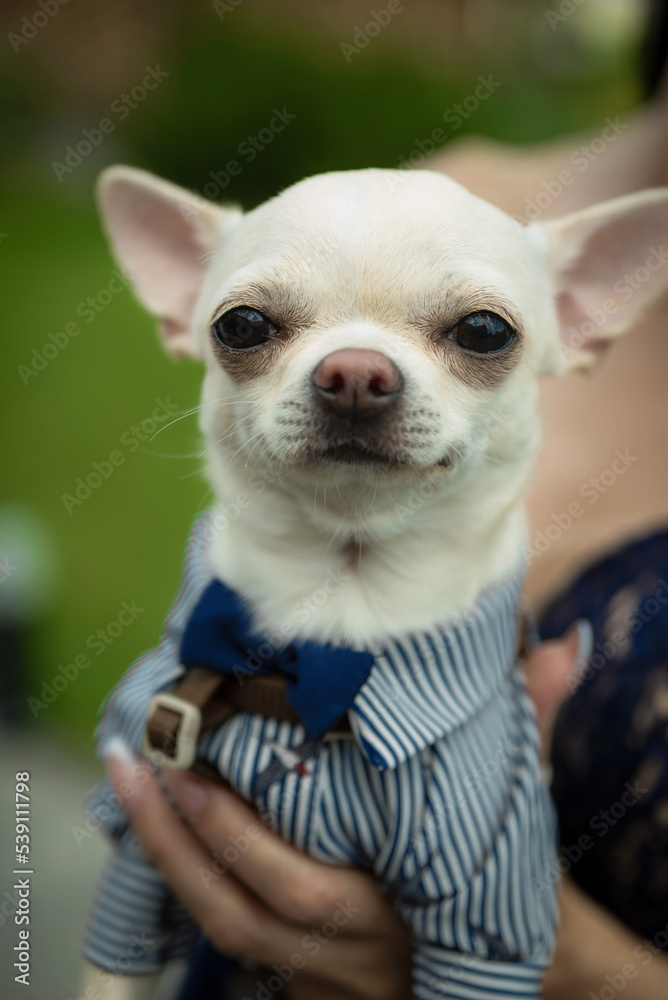 Chihuahua dog in the hand in costume