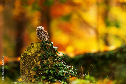 cute little owl (Athene noctua) sitting on a tombstone with a colourful autumn background, photographed for 31st October