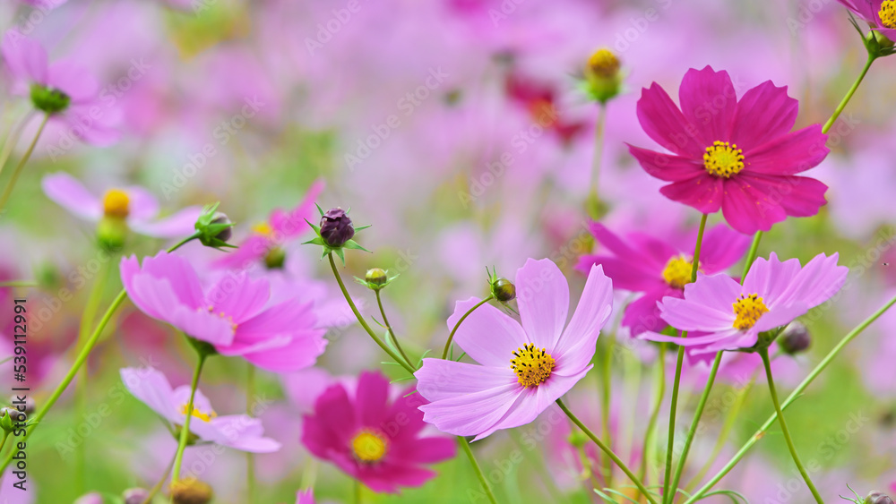 コスモスの花(Cosmos flower) コスモスの花(Cosmos flower)
