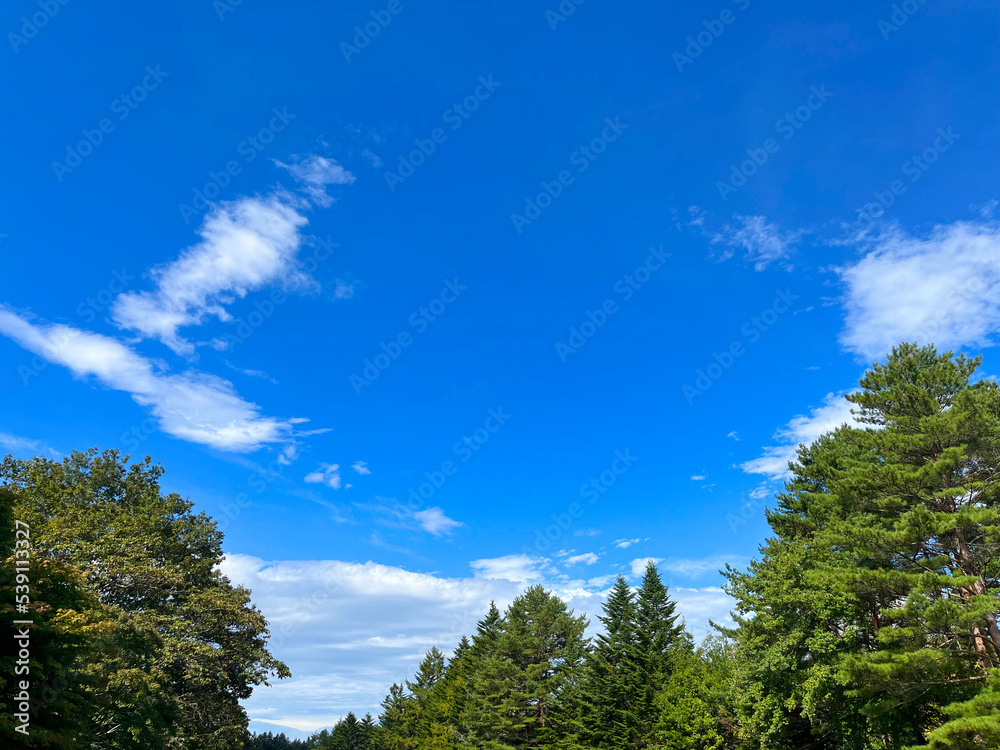 緑の森と青空の風景