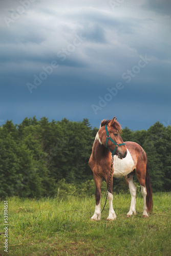 horse in the field © pawelorchowski