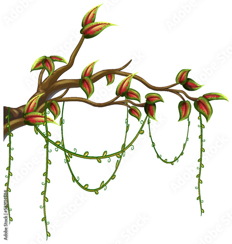 Tree branch with liana isolated