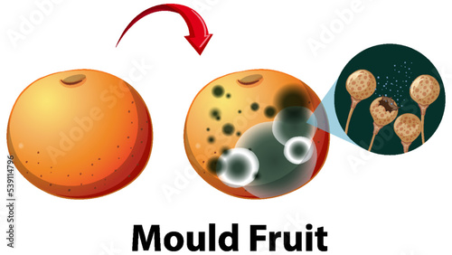 Inedible decomposed apple with mould
