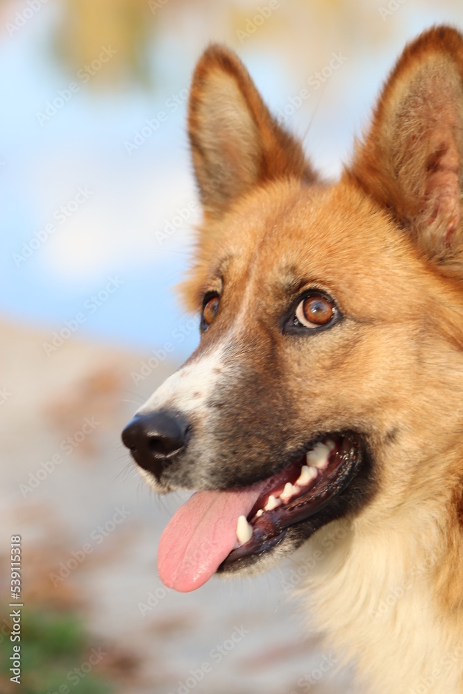 fair-haired corgi or fox-like dog in the park