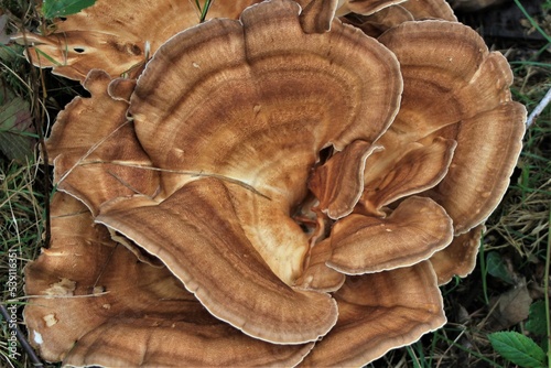 Texture de champignon.