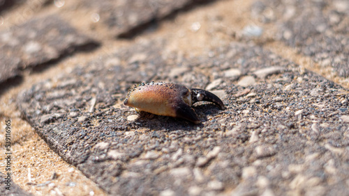 Isolated close up of a single crab claw on a sidewalk background- Israel
