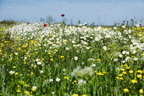 Spring blooming grassland: daisies, poppies, dindle photo