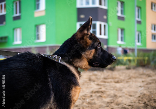 Portrait of a German Shepherd puppy.