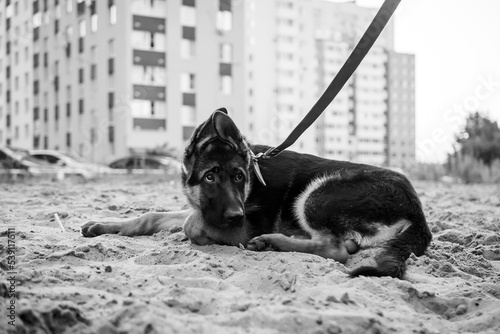 Portrait of a German Shepherd puppy.