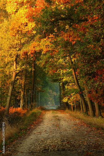 Road through the autumn forest in the morning. Trees in colorful leaves.