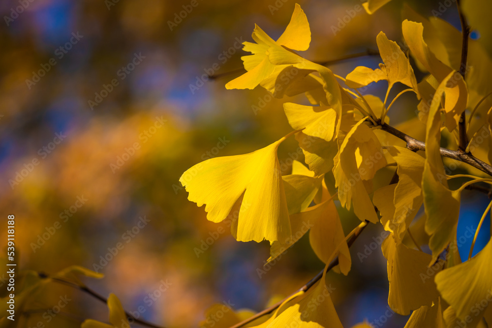 Leaves of ginkgo biloba. Close-up of Ginkgo biloba leaves back lit. Leaves of ginkgo biloba. Close-up of Ginkgo biloba leaves back lit.