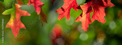 Banner red leaves of holly oak.