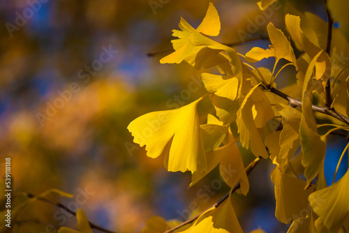 Leaves of ginkgo biloba. Close-up of Ginkgo biloba leaves back lit.