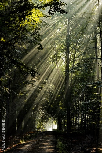 A forest road in rays of rising the sun at dawn