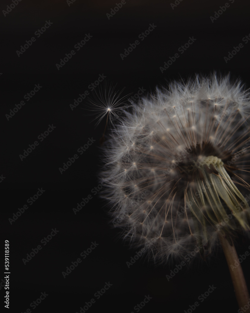 Fototapeta premium Macro on dandelion seed with dark background