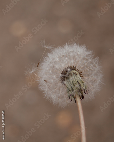 Close up on dandelion seeds