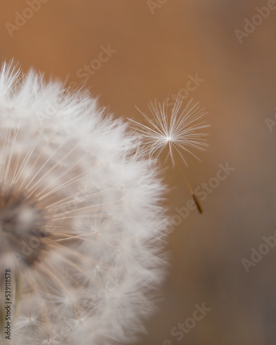 Closeup on dandelion seed with orange background