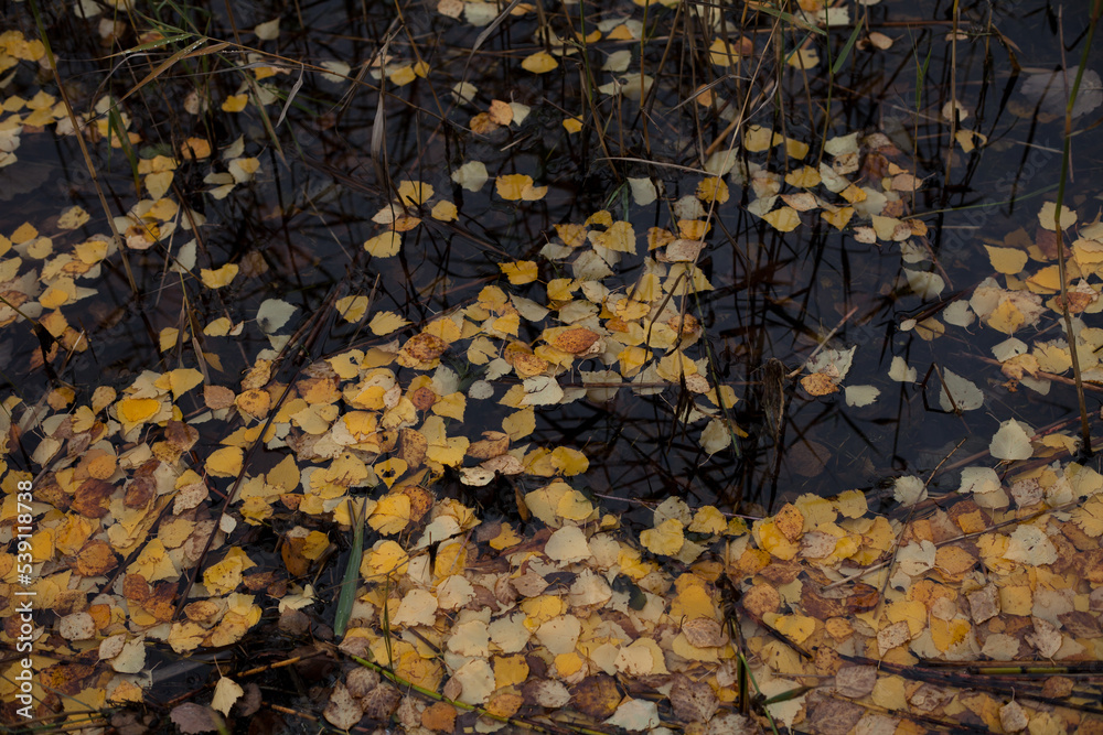 Obraz premium Yellow leafs in the water