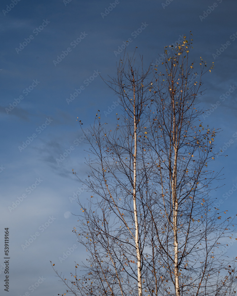 Two birches against the blue sky