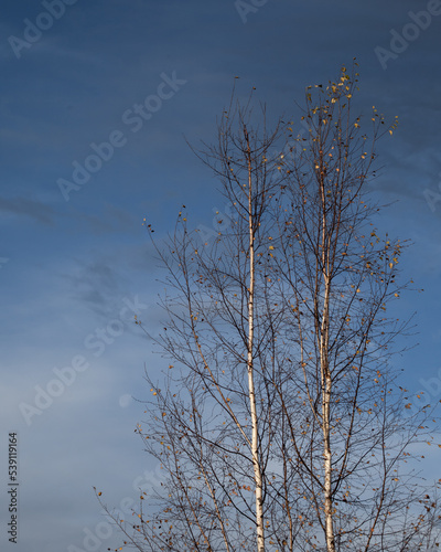 Two birches against the blue sky
