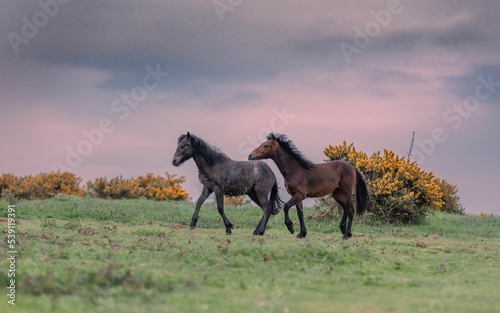 Fototapeta Scenic view of two dartmoor ponies running in a field during a pinky sunset