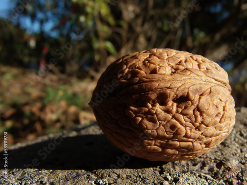 A closeup of a fallen walnut on a rock.