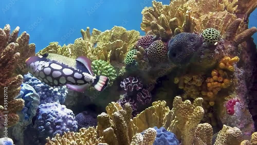 Underwater coral reef landscape wide panorama background in the deep blue ocean with colorful fish and marine life