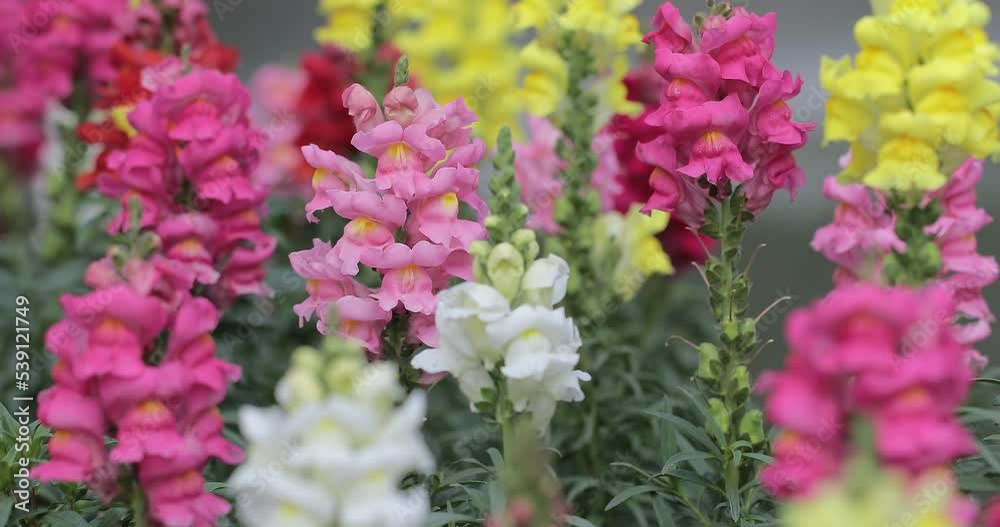 Beautiful snapdragon flowers blooming in spring day. Antirrhinum majus. Beautiful snapdragon flowers blooming in spring day. Antirrhinum majus.