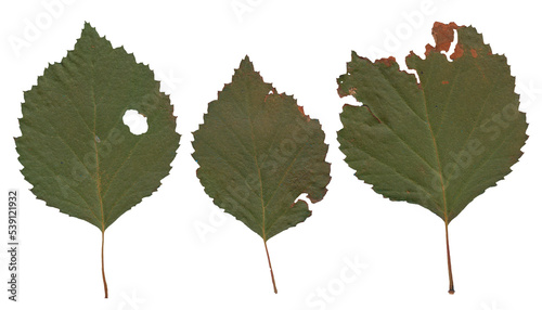 Birch Leaves - High resolution isolated PNG