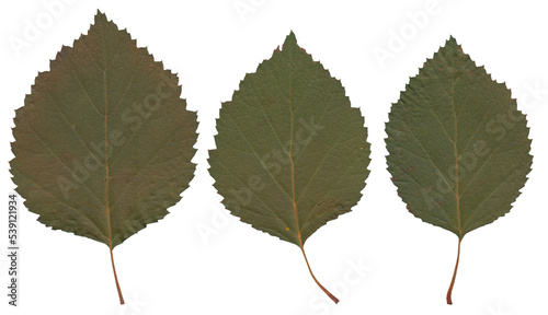 Birch Leaves - High resolution isolated PNG