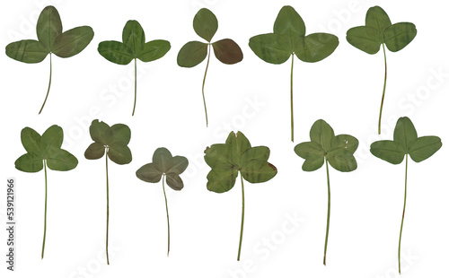 Clover (green) - High resolution isolated PNG